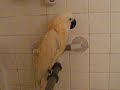 Moluccan Cockatoo Sooky Taking first Shower!