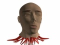 3D Human Anatomy 3D Human Anatomy