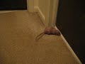 Mazzy bouncing Mazzy bouncing