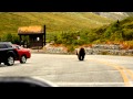 A Grizzly Bear in Denali National Park, Alaska - YouTube