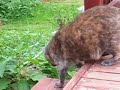 Shara in the garden