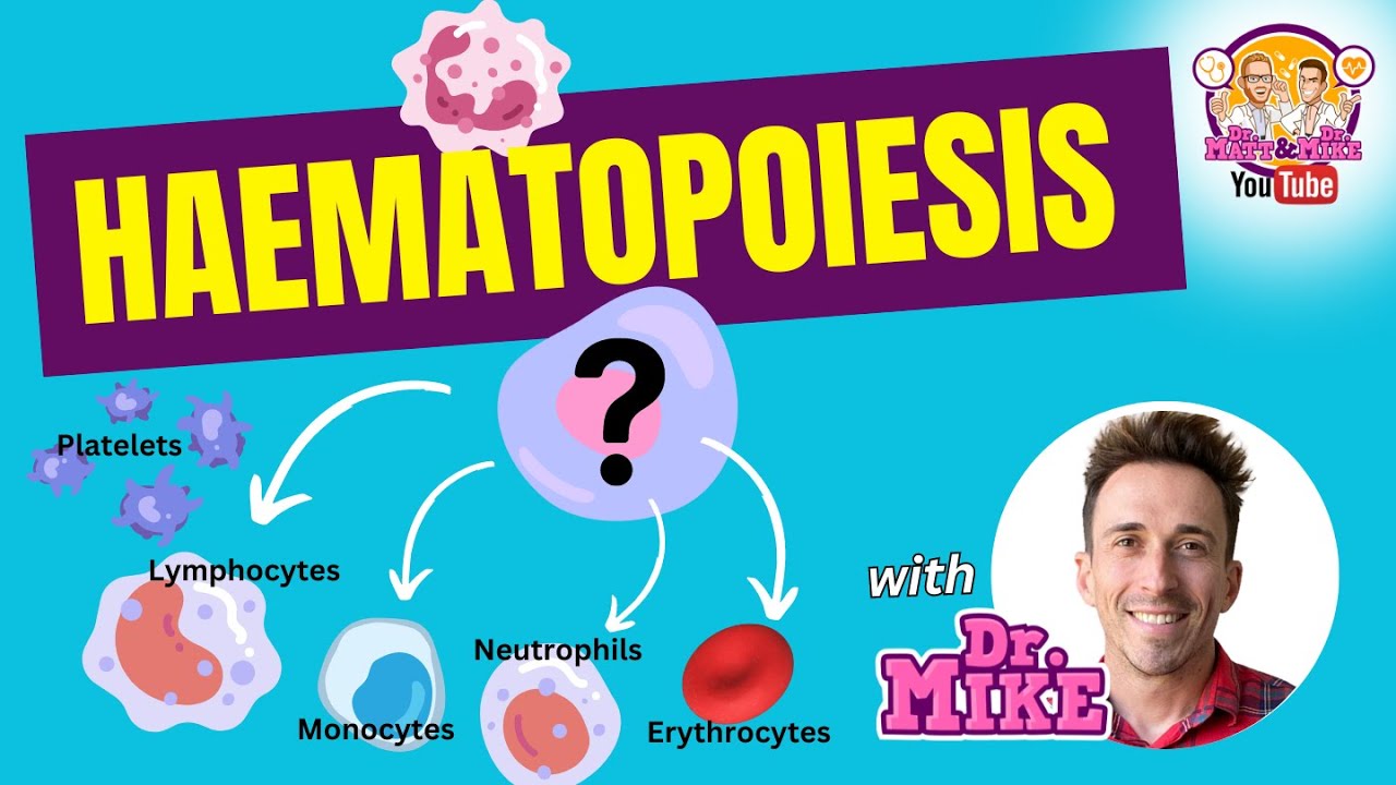Hematopoiesis | Formation of blood cells