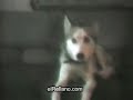 Dogs talking
