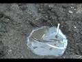 dung beetle