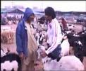 Eid recording road show