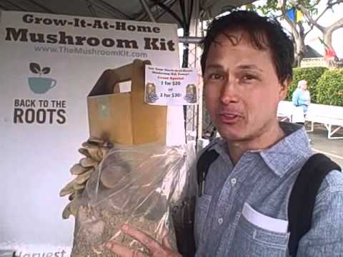 how to fertilize mushrooms