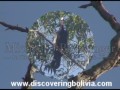 Hawk, Guan, Toucan. Birds of the Amazon, Bolivia. Long-winge Hawk, Guan, Toucan. Birds of the Amazon, Bolivia. Long-winge