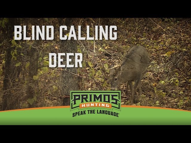 Tips for blind calling deer