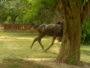 Sheru Marwari colt