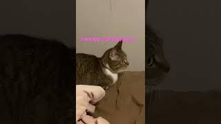 Who’s there? #youtubeshorts #subscribe #cat #like #catlover #funny #shorts #love #kitten #shorts by Puffin Pete