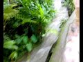 marvellous water fall in olavattur western part of the god`s own village - waterfall in olavattur