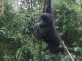 Baby Mountain Gorilla