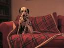fiveawesome dogs promo