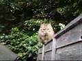 Leo The Hissing Cat