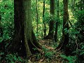 Rainforest Sound Rainforest Sound
