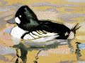 Painterly Painting of a Common Goldeneye