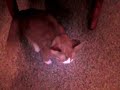 うたう猫動画