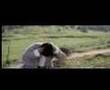 FIGHT OF COW AND MAN