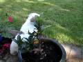 videos de Flo