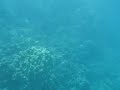Snorkelling in Maui Snorkelling in Maui