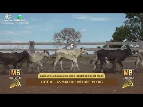 520� LEIL�O VIRTUAL MB LEIL�ES