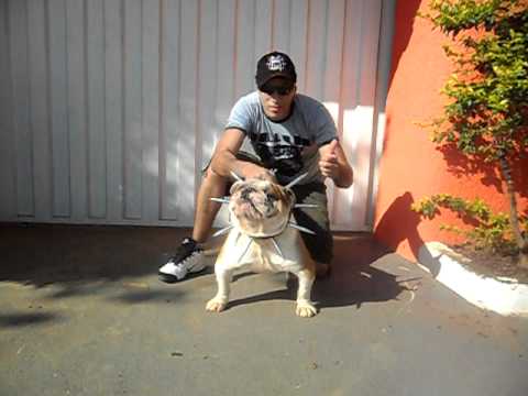 dog ingles