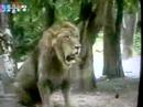 MALE TIGER >