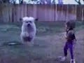 crazy dog crazy dog