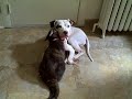 Lemmy the Cat & Bart the Vicious Pit Bull Lemmy the Cat & Bart the Vicious Pit Bull