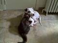Lemmy the Cat & Bart the Vicious Pit Bull