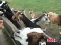 videos de Tur retur Givskud Zoo