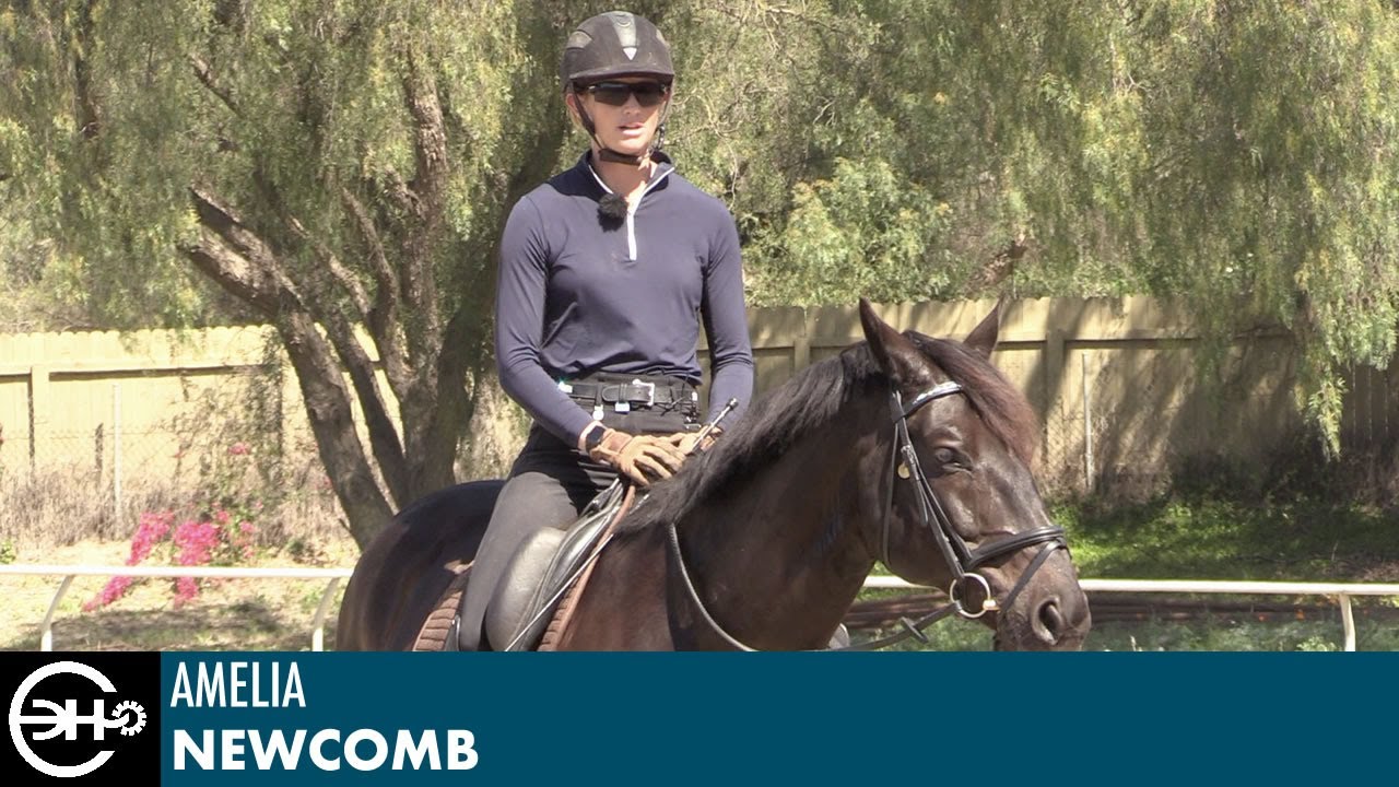 An Introduction To Lateral Work With Amelia Newcomb Eclectic Horseman An Introduction To Lateral Work With Amelia Newcomb Eclectic Horseman