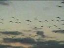 Canada Geese Flock