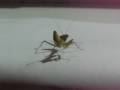 Sphodromantis gastrica