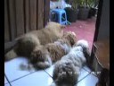 3 puppies in action
