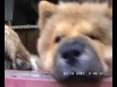 3 puppies in action