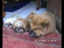 3 puppies in action