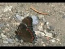 White Admiral