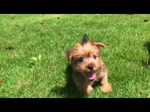 Jax is a very energetic, toy size, Yorkshire Terrier
