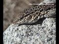 Iguana chilena - Callopistes palluma (SilvestresChile)