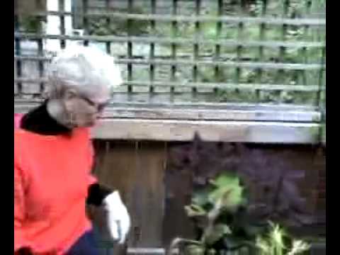 how to transplant coleus