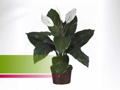 how to plant a spathiphyllum