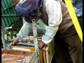 blocco di covata