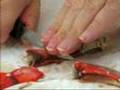 How to eat Maryland Blue Crabs