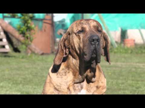 fila brasileiro