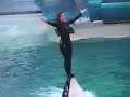 Dolphin Show SeaWorld 3