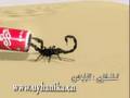 videos de Sarwan-Uyghur 3-D Animation