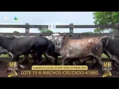 533� LEIL�O VIRTUAL MB LEIL�ES