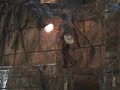 A pretty good cut of the Indiana Jones Stunt Show filmed at MGM Studios in Disney World.
