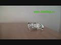 Jucarii inteligente, roboti - ROBOPET